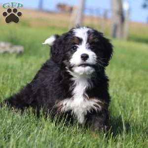 Linsey, Mini Bernedoodle Puppy
